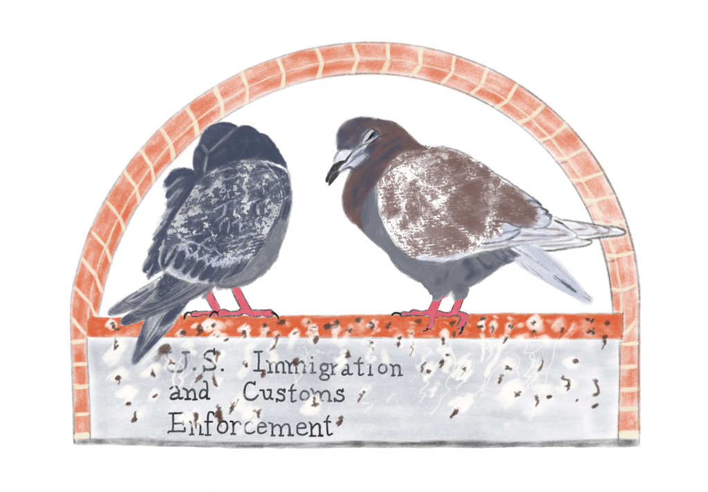 Pigeon Activists postcard
